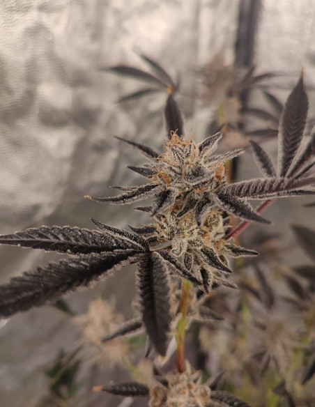 Black Truffle F2 Regulares (Gnomes Seeds)-Gnomes Seeds-GnomesGarden