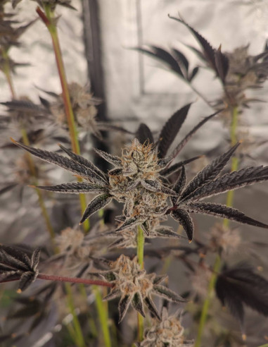 Black Truffle F2 Regular (Gnomes Seeds)-Gnomes Seeds-GnomesGarden