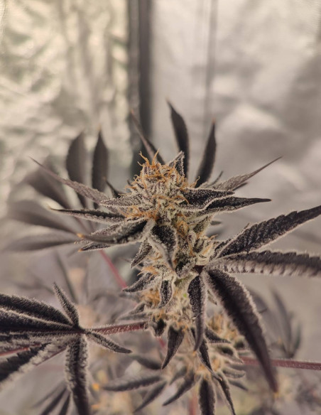 Black Truffle F2 Regulares (Gnomes Seeds)-Gnomes Seeds-GnomesGarden