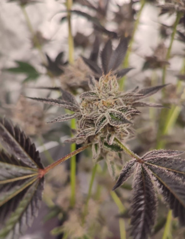 Black Truffle F2 Regulares (Gnomes Seeds)-Gnomes Seeds-GnomesGarden