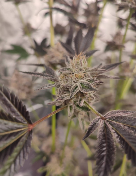 Black Truffle F2 Regular (Gnomes Seeds)-Gnomes Seeds-GnomesGarden