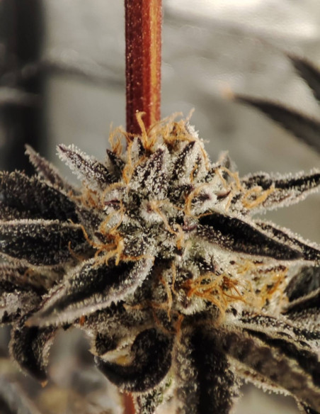 Black Truffle F2 Regular (Gnomes Seeds)-Gnomes Seeds-GnomesGarden