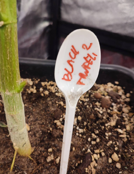 Black Truffle F2 Regular (Gnomes Seeds)-Gnomes Seeds-GnomesGarden