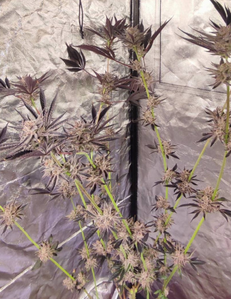 Black Truffle F2 Regular (Gnomes Seeds)-Gnomes Seeds-GnomesGarden