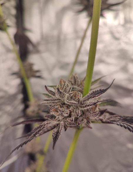 Black Truffle F2 Regular (Gnomes Seeds)-Gnomes Seeds-GnomesGarden