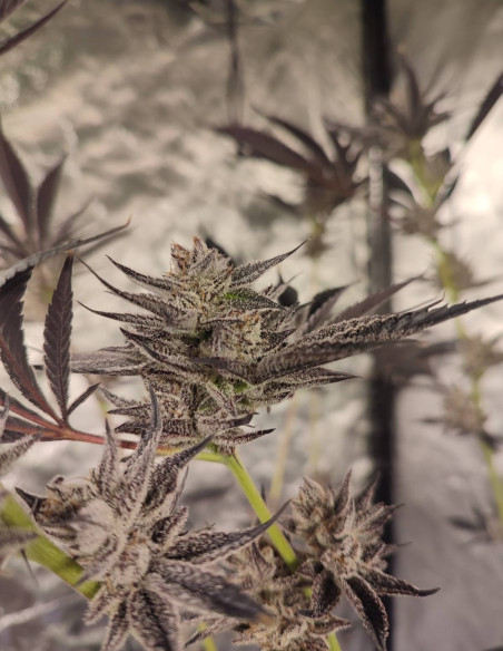 Black Truffle F2 Regular (Gnomes Seeds)-Gnomes Seeds-GnomesGarden