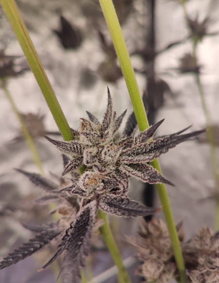 Black Truffle F2 Regular (Gnomes Seeds)-Gnomes Seeds-GnomesGarden