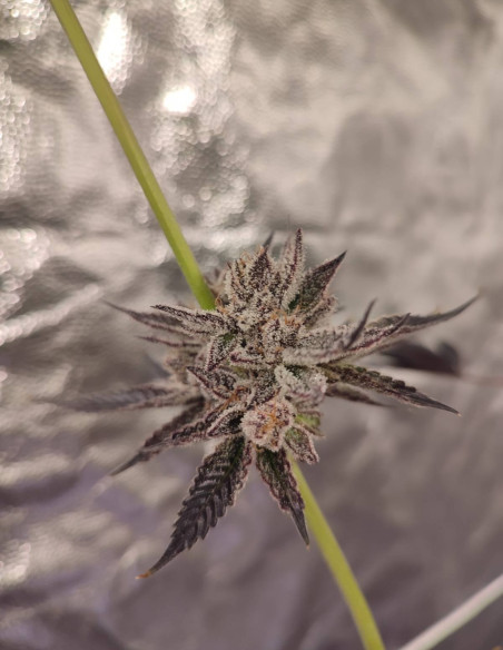 Black Truffle F2 Regular (Gnomes Seeds)-Gnomes Seeds-GnomesGarden