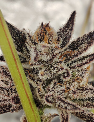 Black Truffle F2 Regular (Gnomes Seeds)-Gnomes Seeds-GnomesGarden