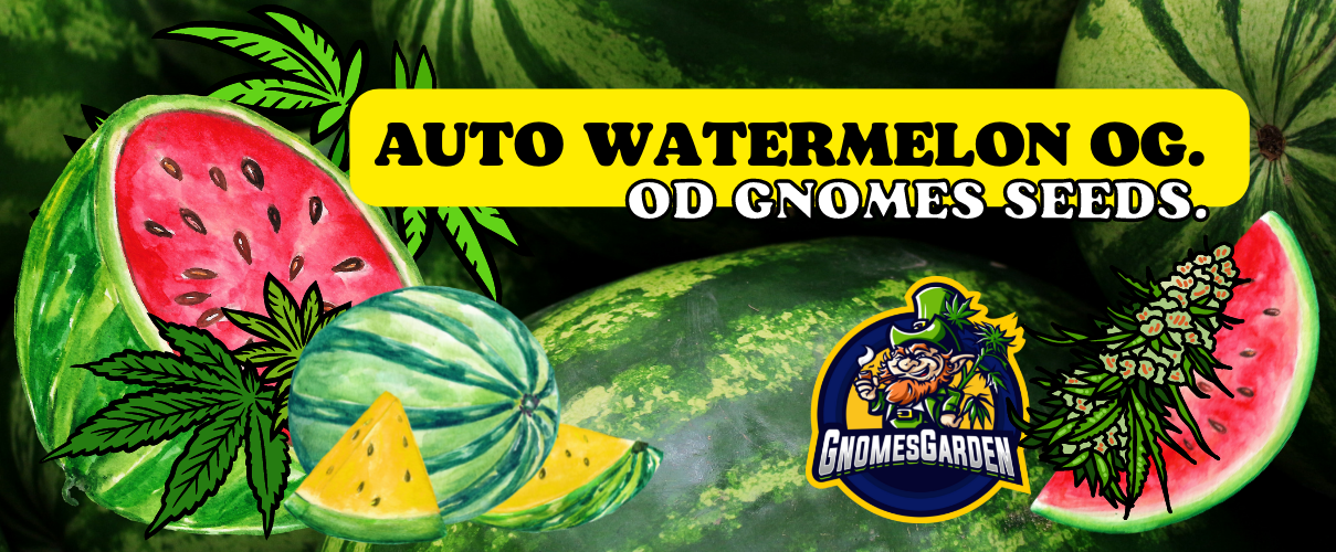 Auto Watermelon OG od Gnomes Seeds - Opis odmiany.