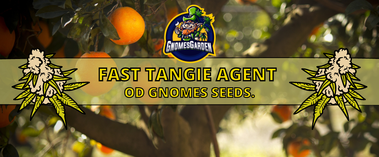 Fast Tangie Agent od Gnomes Seeds - Opis Odmiany.
