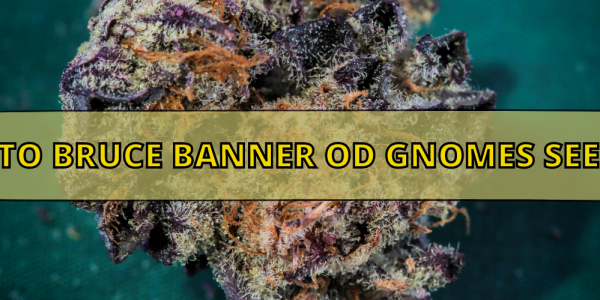 Auto Bruce Banner od Gnomes Seeds. 