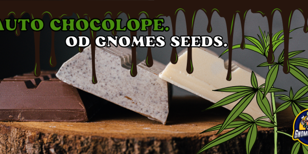 Auto Chocolope od Gnomes Seeds - Opis odmiany. 