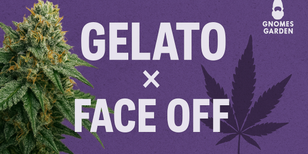 Gelato x Face Off - spotkanie dwóch legend w jednej odmianie