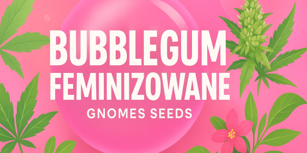 Bubble Gum Feminizowane od Gnomes Seeds 