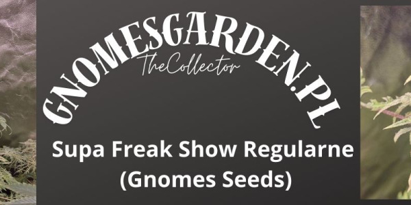 Supa Freak Show Regular – ostatnia szansa na tę genetykę od Gnomes Seeds