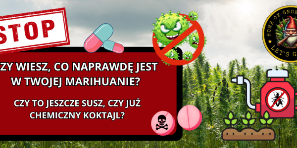 Zanieczyszczenia marihuany – źródła, rodzaje i zagrożenia.