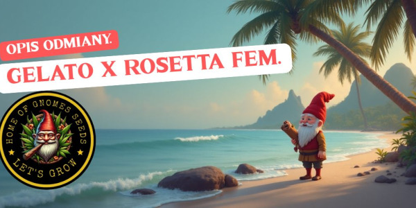 Gelato x Rosetta Feminizowane – połączenie słodyczy i siły w jednej genetyce (Gnomes Seeds)