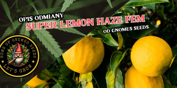 Super Lemon Haze Feminizowane od Gnomes Seeds – cytrusowa legenda w kolekcjonerskiej odsłonie premium