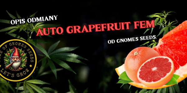 Auto Grapefruit Feminizowane od Gnomes Seeds — intensywny cytrus zamknięty w linii automatycznej. Pełny opis dla kolekcjonerów genetyki.