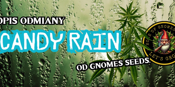 Candy Rain Feminizowane — opis odmiany od Gnomes Seeds