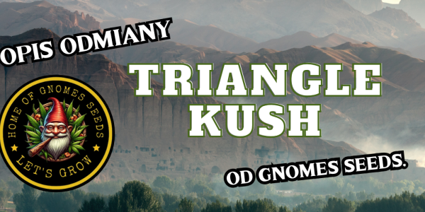 Triangle Kush Feminizowane od Gnomes Seeds