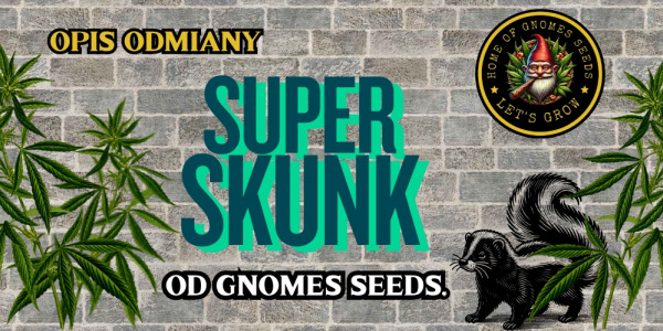 Super Skunk Feminizowane — pełny opis odmiany od Gnomes Seeds
