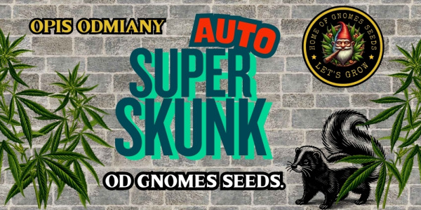 Auto Super Skunk Feminizowane – Gnomes Seeds