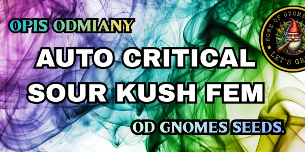 Auto Critical Sour Kush Feminizowane – Gnomes Seeds