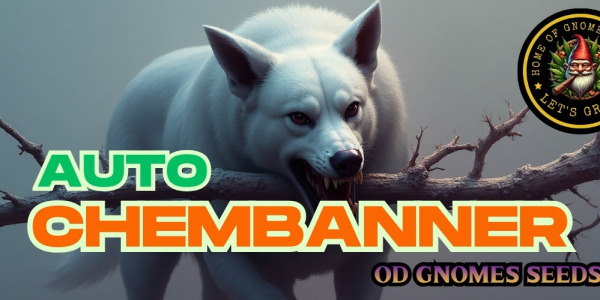 ChemBanner Auto Feminizowane – potęga Chemdoga w automatycznym wydaniu