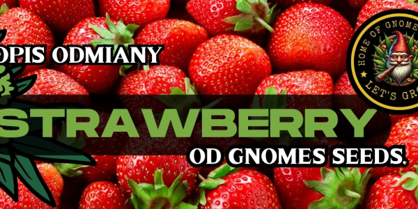 Strawberry Feminizowane – Odmiana Tygodnia w Gnomes Garden