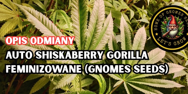 Auto Shiskaberry Gorilla Feminizowane – połączenie owocowej klasyki i mocy Gorilla