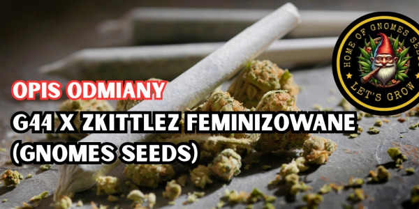 G44 x Zkittlez Feminizowane – kompleksowy opis odmiany