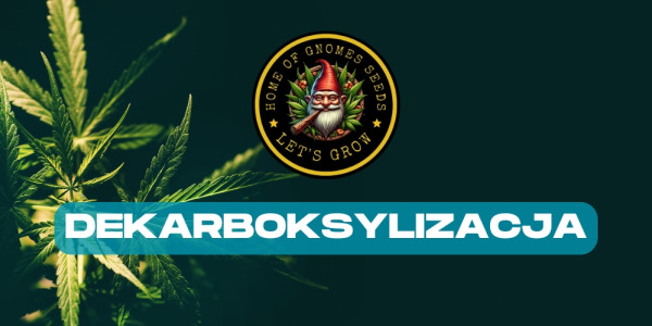 Dekarboksylizacja marihuany – czym jest, po co się ją robi i jak przeprowadzić ją w domu