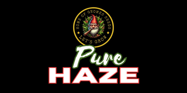 Pure Haze Feminizowane (Gnomes Seeds) – klasyczna genetyka Haze w nowoczesnym wydaniu