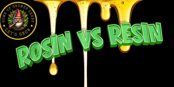 Rosin vs Resin – was ist der Unterschied? Geschichte, Herkunft und wie man sie erkennt