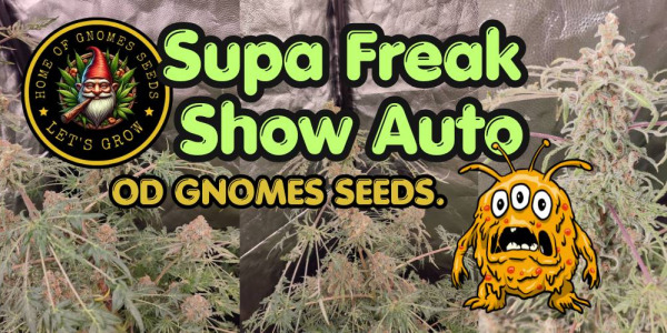 Supa Freak Show Auto od Gnomes Seeds.