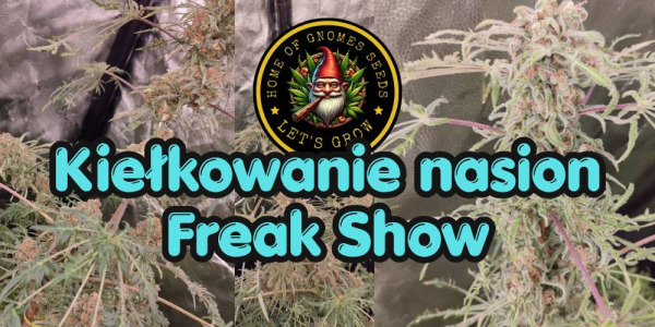Klíčení semen Freakshow – specifičnost mutantů a struktura semene