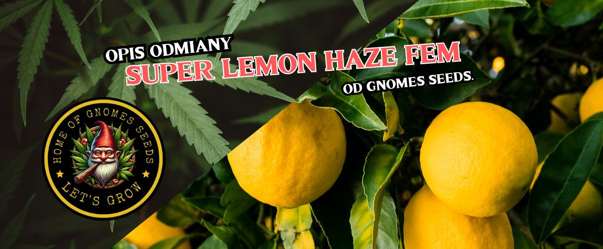 Super Lemon Haze Feminizowane od Gnomes Seeds – cytrusowa legenda w kolekcjonerskiej odsłonie premium