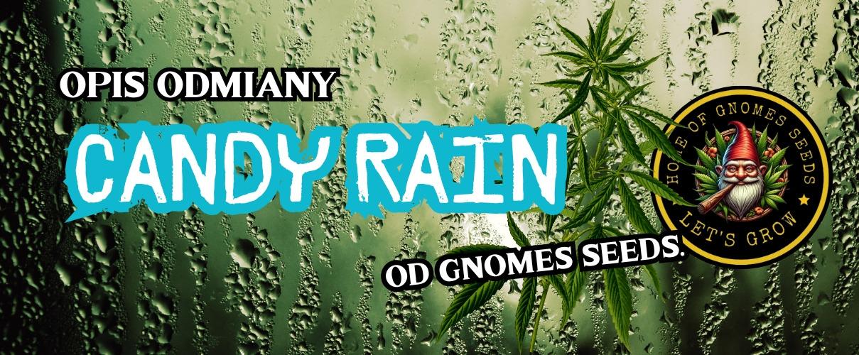 Candy Rain Feminizowane — opis odmiany od Gnomes Seeds