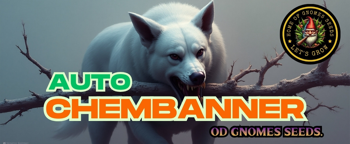 ChemBanner Auto Feminizowane – potęga Chemdoga w automatycznym wydaniu