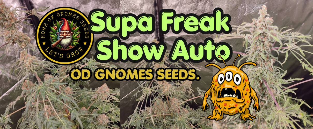 Supa Freak Show Auto Gnomes Seeds.