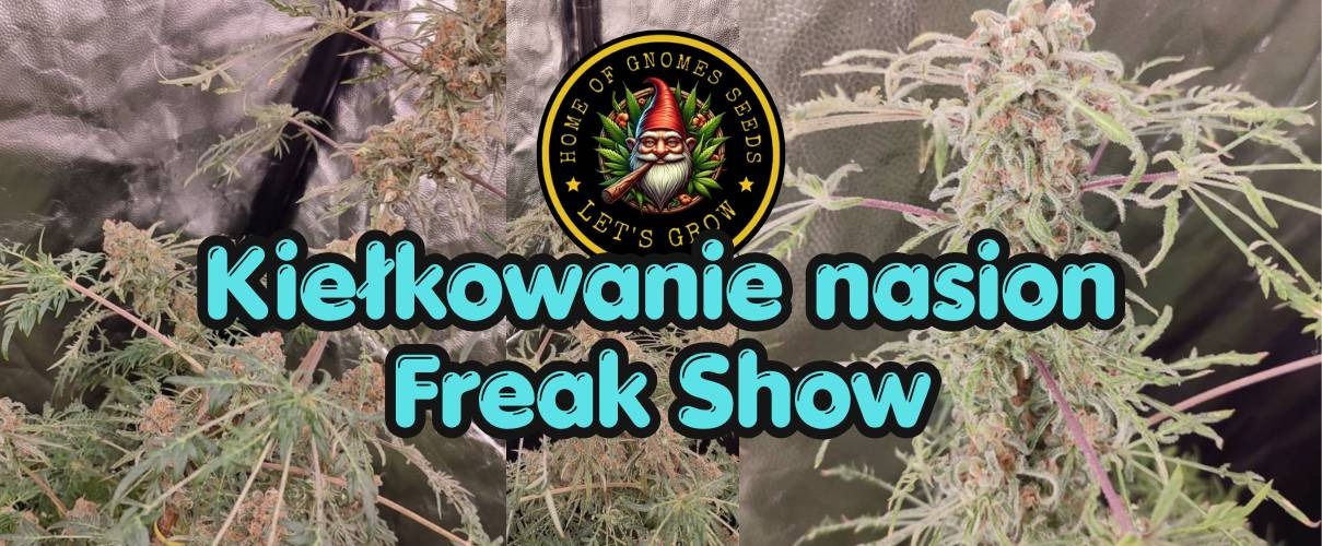 Kiełkowanie nasion Freakshow – specyfika mutantów i budowa nasiona