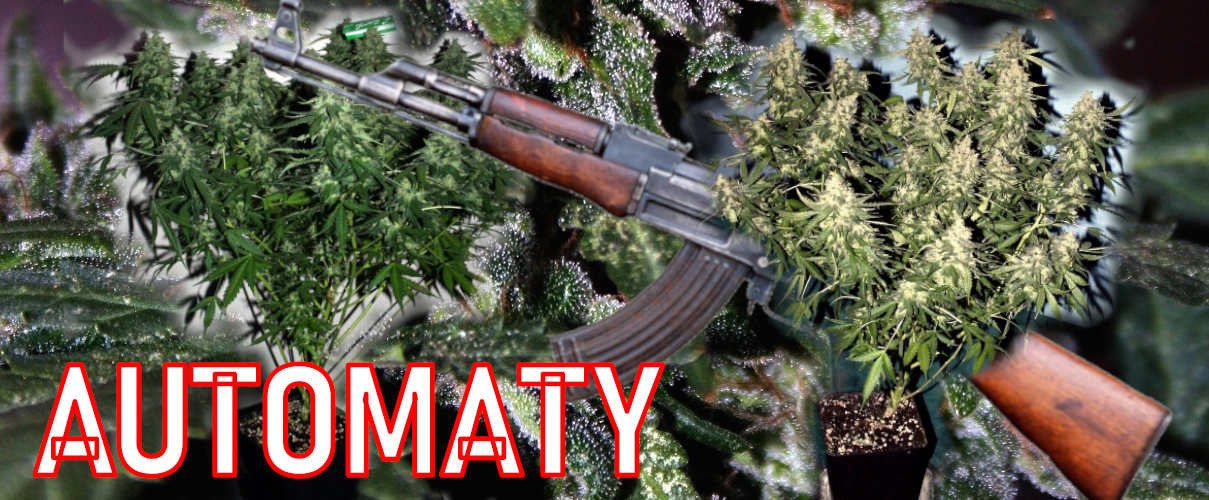 Co to znaczy Nasiona Automatyczne, Auto, Autoflowering, Automatic, AF w Nasionach Marihuany ?